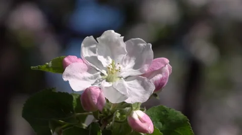 Apple pink blossom close up. Stock Footage 66518003