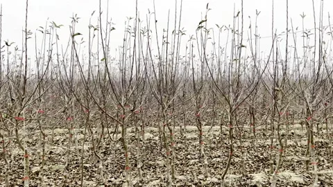 Apple plant cultivation Stock-Footage 220740517
