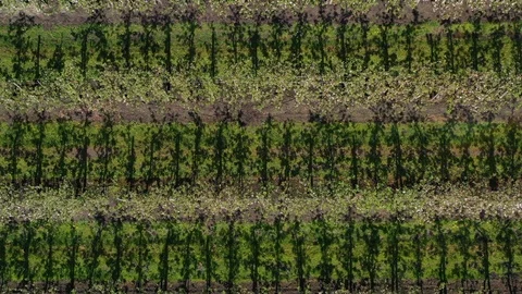 Apple Plantation Stock Footage 106834693