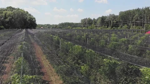 Apple plantation Stock Footage 171563170