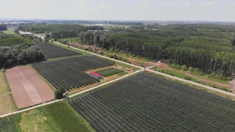 Apple plantation Stock Footage 171563521