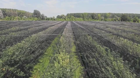 Apple plantation Stock Footage 171563717