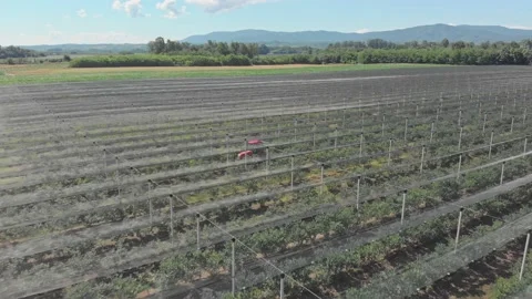Apple plantation Stock Footage 171564769