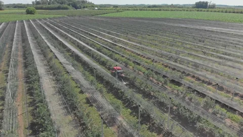 Apple plantation Stock Footage 171564807