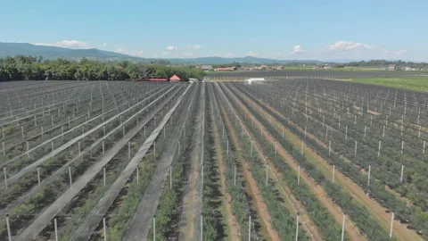 Apple plantation Stock Footage 171564840