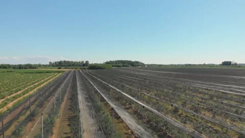Apple plantation Stock Footage 171564947