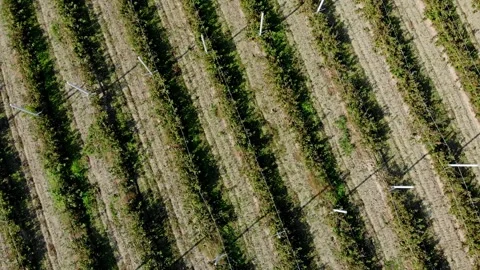 Apple plantation Stock Footage 171568682