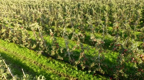 Apple plantation in germany Video stock 55677172