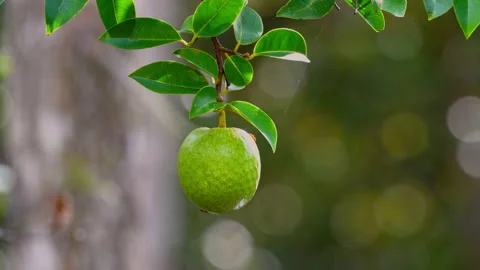 Apple Pond 스톡 동영상 162946850