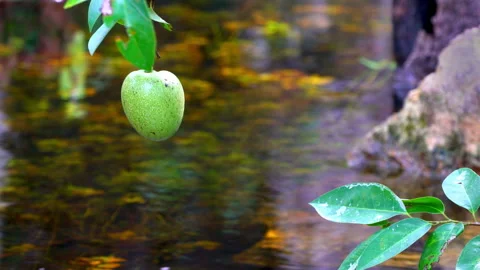  APPLE POND TREE Video stock 162993148
