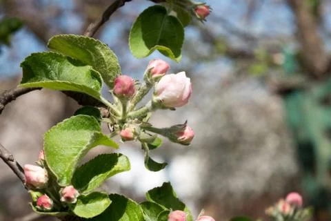 Apple pre bloom with green leaf. Spring seasone theme. Close up shot. Stock Photos