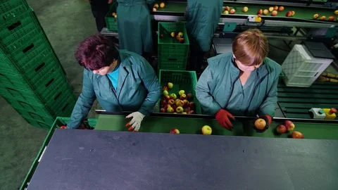 In an apple processing factory, workers in gloves sort apples. Ripe apples Stock-Footage 95958716