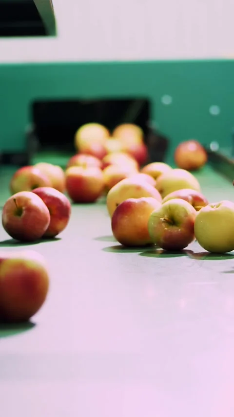 In an apple processing factory, workers in gloves sort apples. Ripe apples Stock Footage 310564866