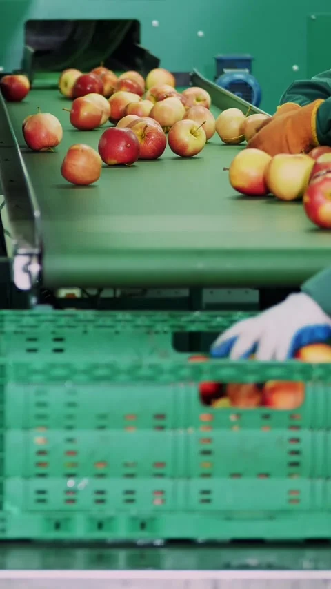 In an apple processing factory, workers in gloves sort apples. Ripe apples Stock Footage 310949415
