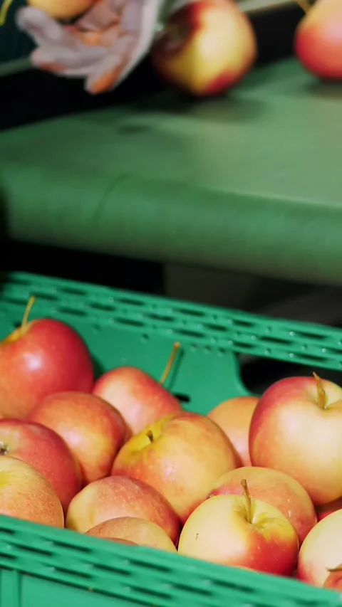 In an apple processing factory, workers in gloves sort apples. Ripe apples Stock Footage 315439013