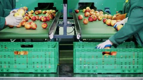 In an apple processing factory, workers in gloves sort apples. Ripe apples Stock Photos
