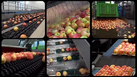 Apple Processing in Highly Automated Fruit Packing House Facility - Multiscreen Stock Footage 301285749