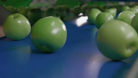 Apple Processing, Packing on a Conveyor Belt.Food Industry Stock Footage 85107279