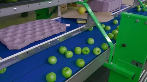 Apple Processing, Packing on a Conveyor Belt.Food Industry Stock Footage 85107566