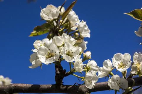 The Apple  (Pyrus) first wild plum spring flower buds. Stock Photos