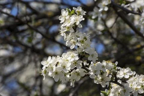 The Apple  (Pyrus) first wild plum spring flower buds Stock Photos