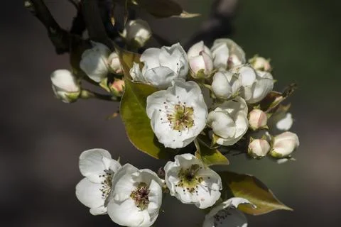The Apple  (Pyrus) first wild plum spring flower buds. Stock Photos
