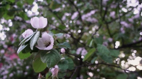 Apple quince tree blooming Video stock 108237511