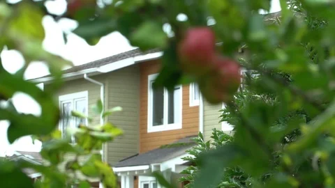 APPLE RACK FOCUS 스톡 동영상 102292235