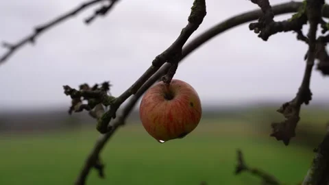 Apple with rain drops on the branch on a cold and wet day in winter Stock Footage 246720649