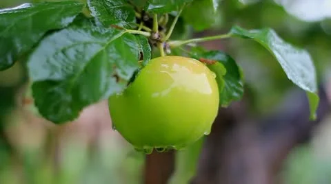 Apple in the rain Stock Footage 21261057