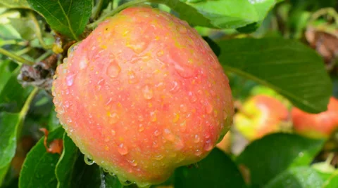 Apple in the rain Stock Footage 29664479