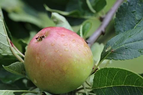 Apple with raindrops in close up ready to pick from a tree Stock Photos