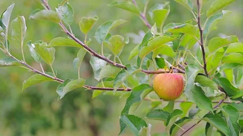 Apple with raindrops hanging from a branch Stock Footage 281560796
