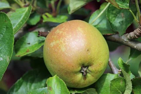 Apple ready to pick from a tree Stock Photos