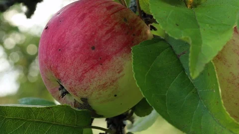 Apple Red Apple on branch Stock Footage 127430451