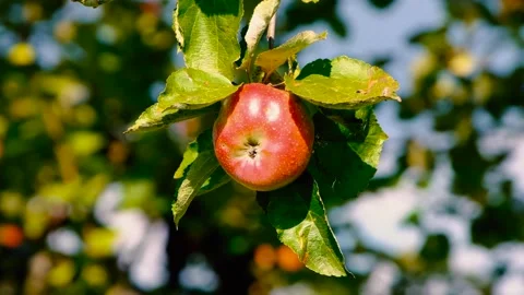 Apple - red apples waiting on the tree Stock Footage 340902664