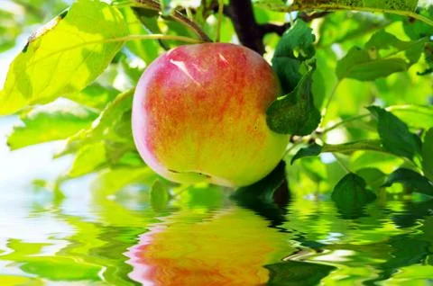 Apple of red on branch Stock Photos