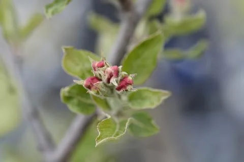 Apple Red Chief Stock Photos