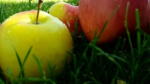 Apple red, falls into the grass Stock Footage 89452824
