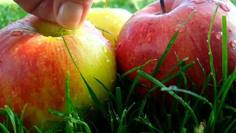 Apple red, hand takes summer slow-motion, grass Stock Footage 89452779