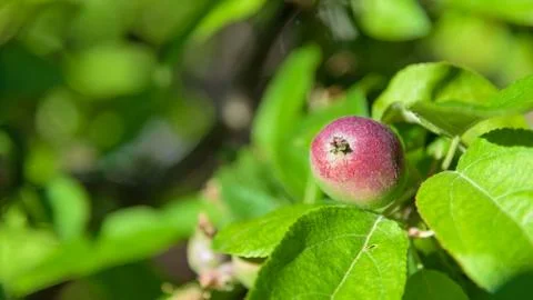 Apple red Orchard closeup Stock Photos
