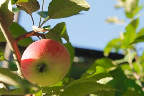 Apple with a red side on an apple tree branch Stock Photos