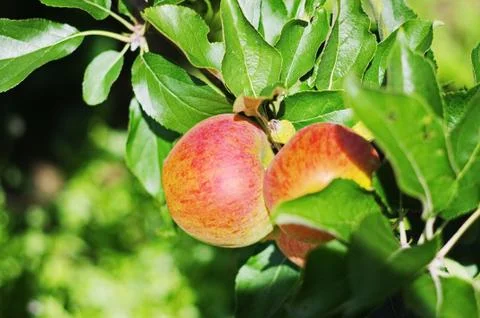Apple red tree Stock Photos