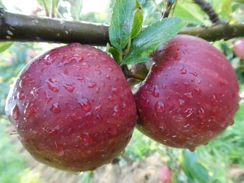 Apple, red, water, tree Stock Photos