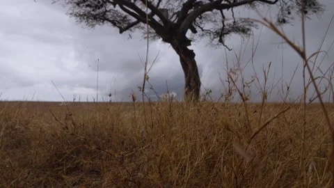 An Apple ringed acacia with Alate termites in savannah Stock Footage 314786740