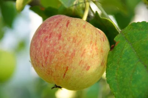The Apple is ripe Stock Photos