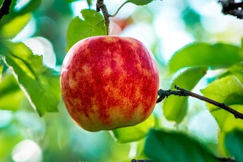 Apple ripe for picking in an orchard in the fall Stock Photos