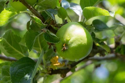 Apple ripening on an apple tree Stock Photos
