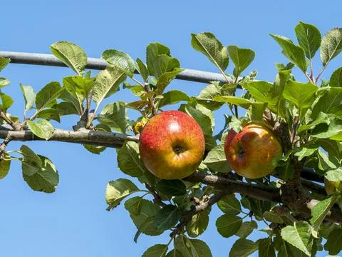 Apple ripening on a tree branch, variety Lord Lambourne Stock Photos
