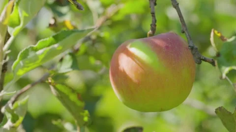 Apple ripens on the tree. Reddish apple sways on a branch Stock Footage 171016769